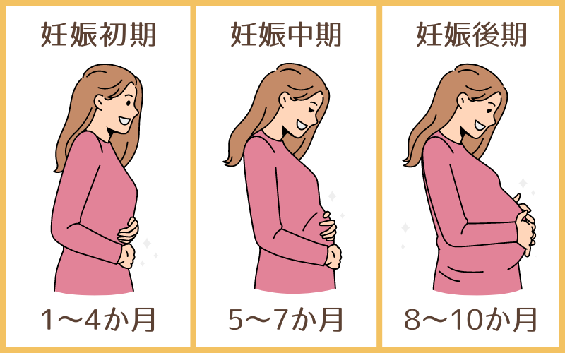 妊娠期間のお腹の様子